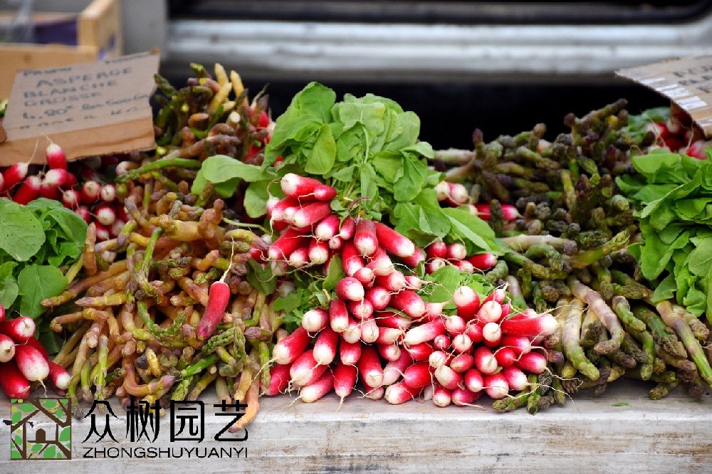 蘇州最佳選擇：專(zhuān)業(yè)室外綠植租擺供應(yīng)商的租擺服務(wù)和優(yōu)質(zhì)綠植