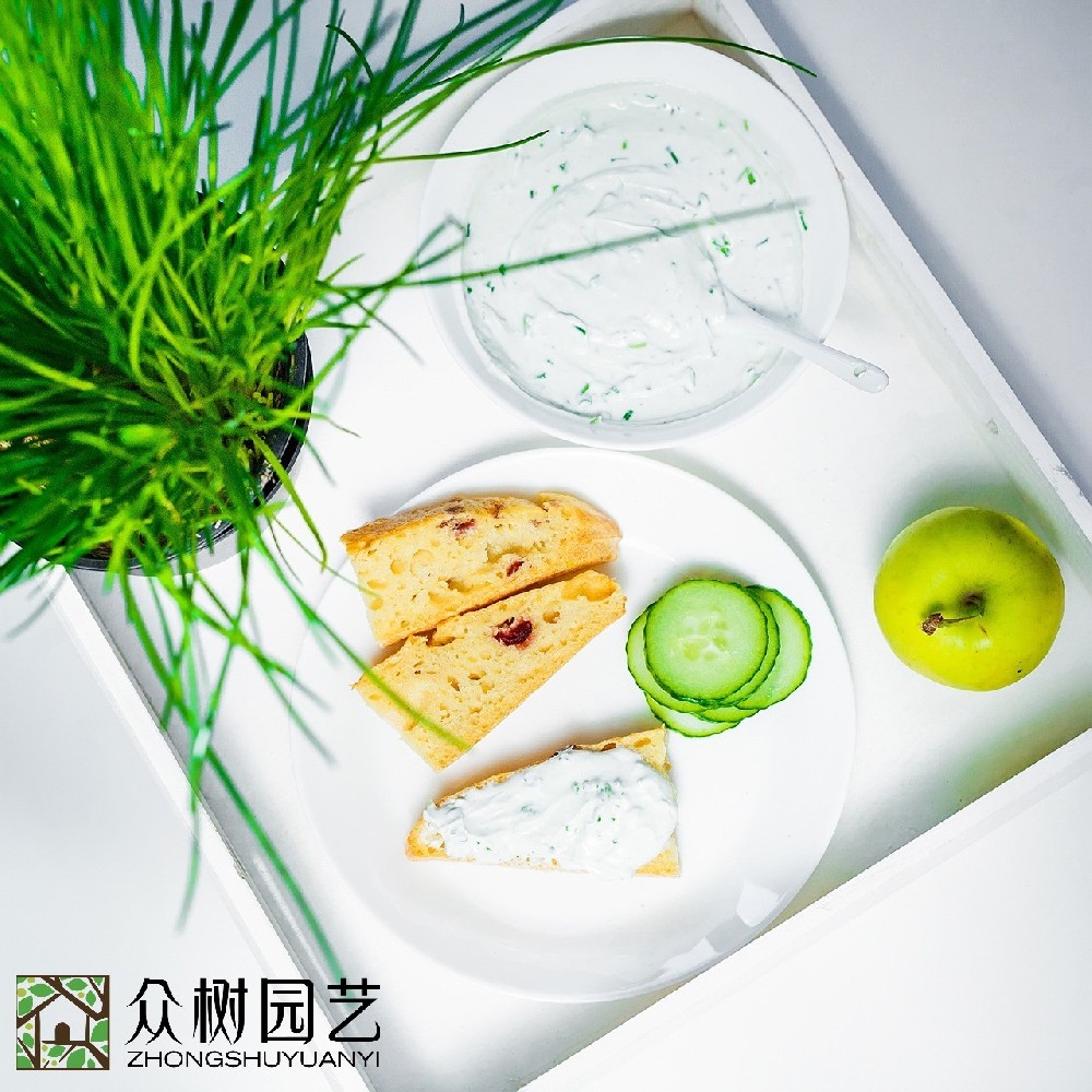 蘇州學(xué)校綠植租擺多少錢(qián)？全面解析綠色校園背后的投資